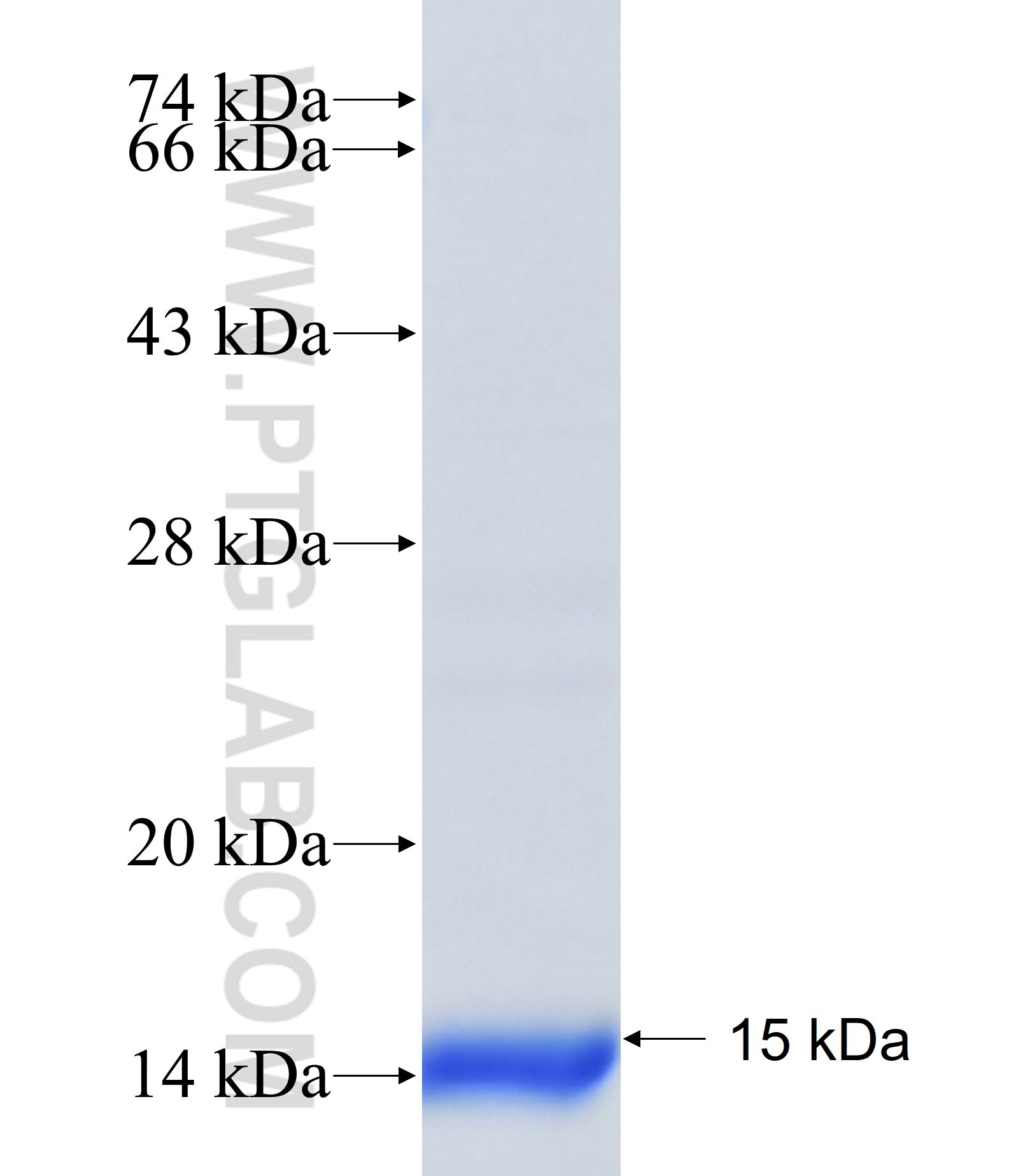 OR51E2 fusion protein Ag39467 SDS-PAGE