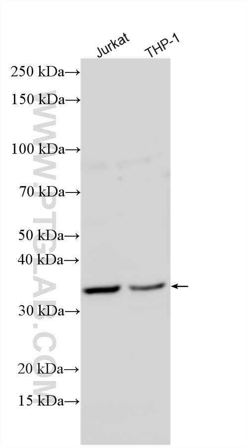 WB analysis using 24942-1-AP (same clone as 24942-1-PBS) Western Blot (WB) analysis of various lysates using OR9Q1 Polyclonal antibody (24942-1-AP)
