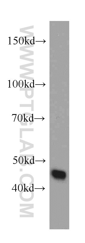 Western Blot (WB) analysis of Jurkat cells using ORAI1 Polyclonal antibody (13130-1-AP)