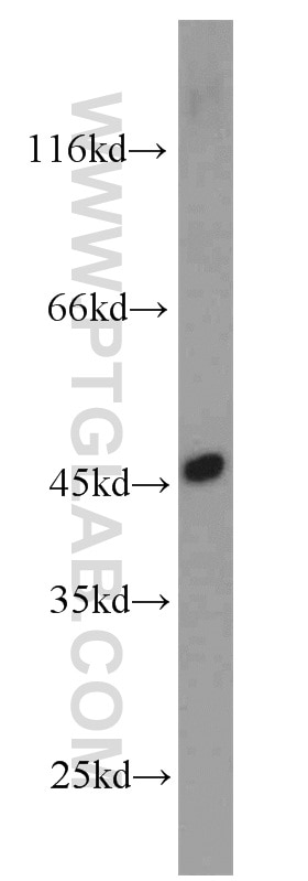 Western Blot (WB) analysis of mouse ovary tissue using ORAI1 Polyclonal antibody (13130-1-AP)