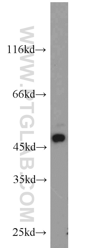 Western Blot (WB) analysis of PC-3 cells using ORAI1 Polyclonal antibody (13130-1-AP)