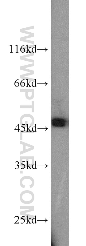 WB analysis of mouse spleen using 13130-1-AP
