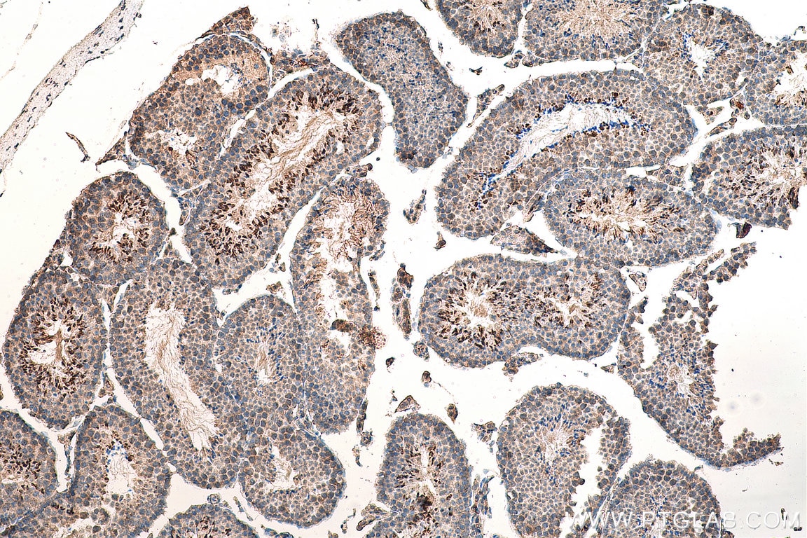 IHC staining of mouse testis using 28411-1-AP