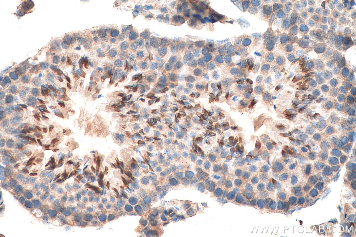 Immunohistochemistry (IHC) staining of mouse testis tissue using ORAI1 Polyclonal antibody (28411-1-AP)