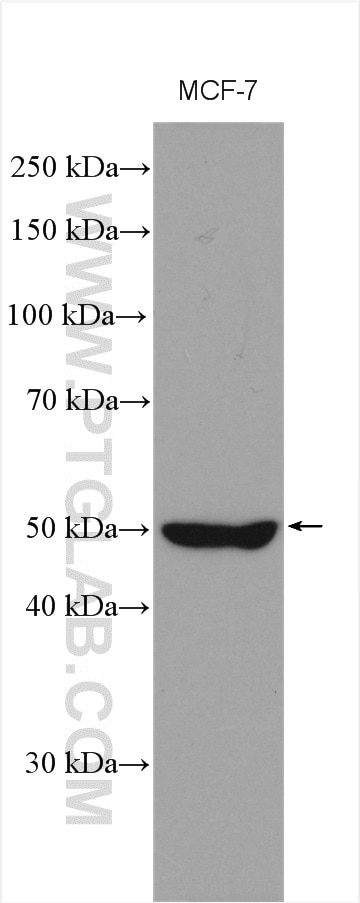 Western Blot (WB) analysis of various lysates using ORAI1 Polyclonal antibody (28411-1-AP)