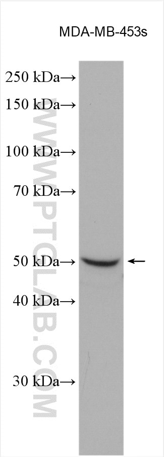 Western Blot (WB) analysis of various lysates using ORAI1 Polyclonal antibody (28411-1-AP)