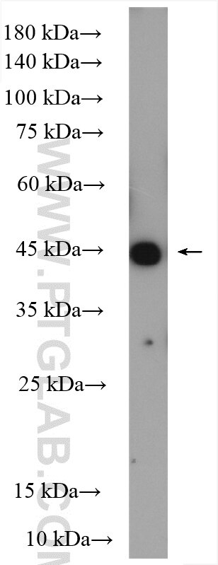 Western Blot (WB) analysis of A549 cells using ORAI1 Polyclonal antibody (28637-1-AP)