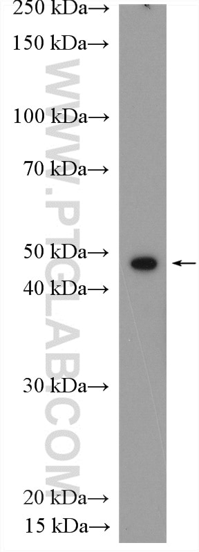 Western Blot (WB) analysis of A375 cells using ORAI1 Polyclonal antibody (28637-1-AP)