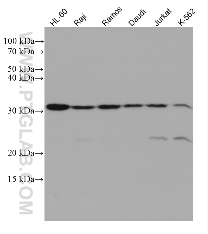 Western Blot (WB) analysis of various lysates using ORAI1 Monoclonal antibody (66223-1-Ig)