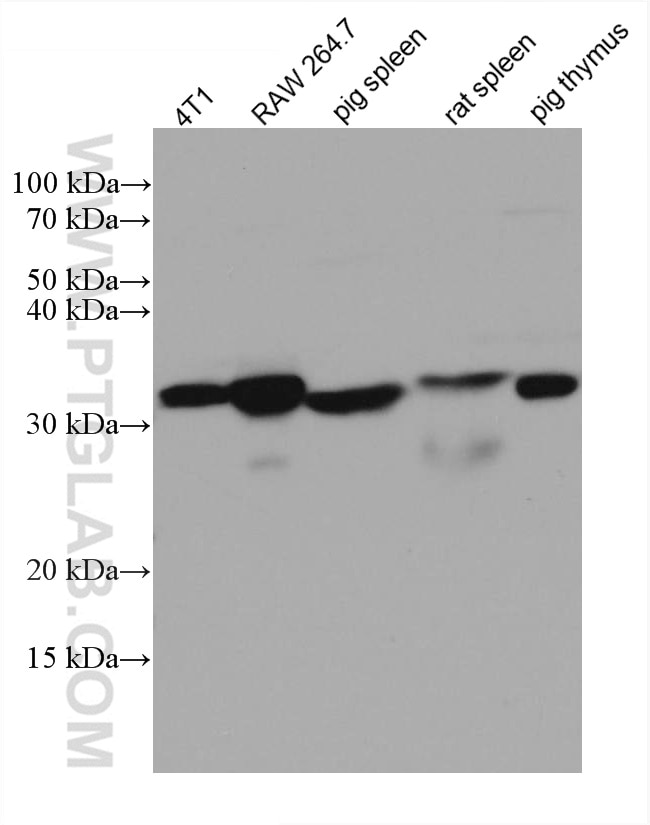Western Blot (WB) analysis of various lysates using ORAI1 Monoclonal antibody (66223-1-Ig)