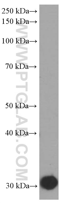 ORAI1 Monoclonal antibody