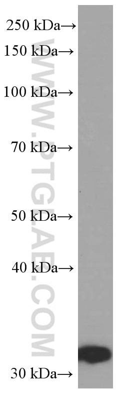 Western Blot (WB) analysis of A375 cells using ORAI1 Monoclonal antibody (66223-1-Ig)