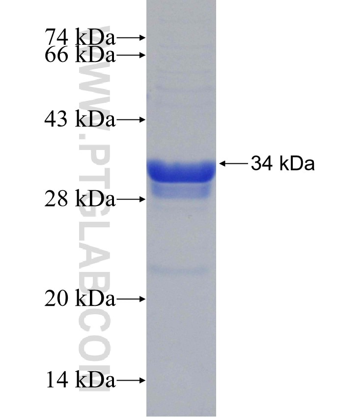 ORAI1 fusion protein Ag29234 SDS-PAGE