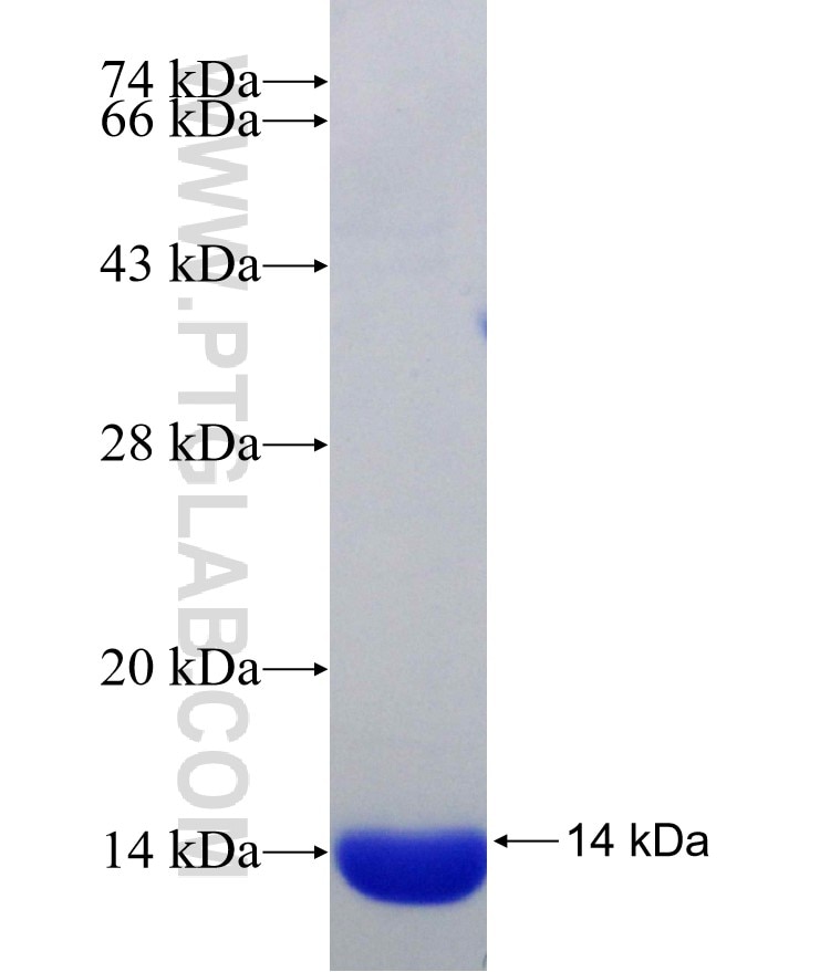 ORAI1 fusion protein Ag29249 SDS-PAGE
