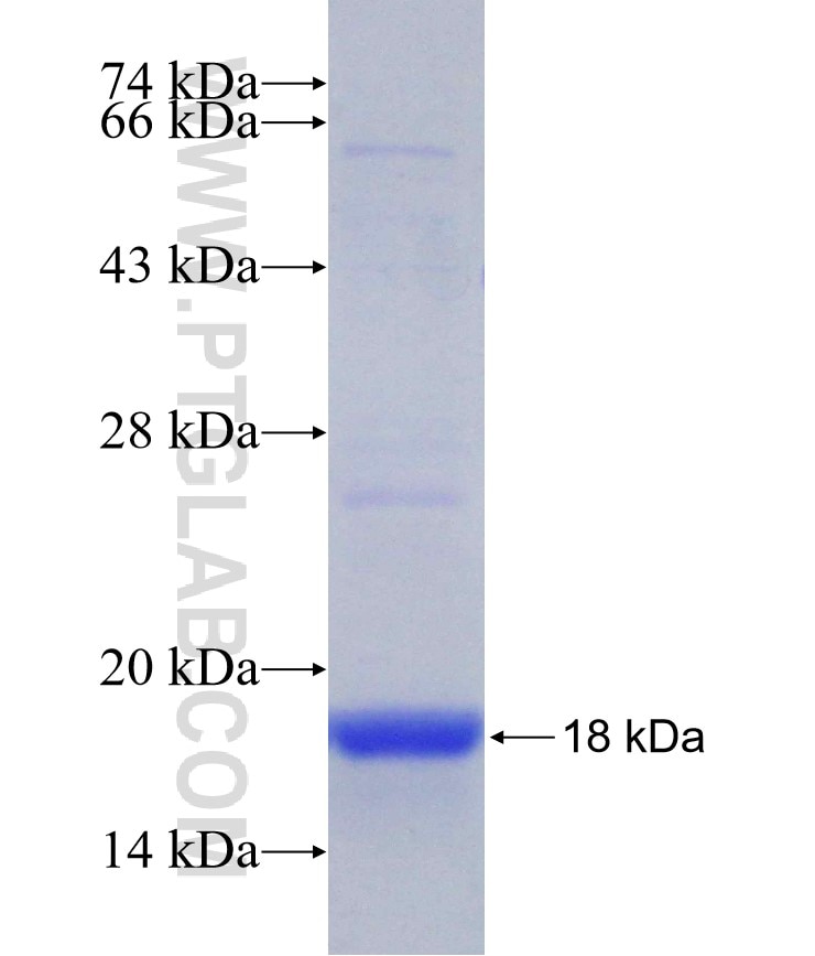 ORAI1 fusion protein Ag29651 SDS-PAGE