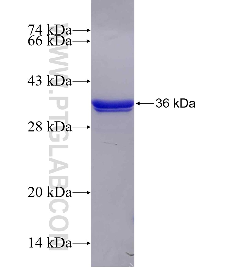 ORAI1 fusion protein Ag29779 SDS-PAGE