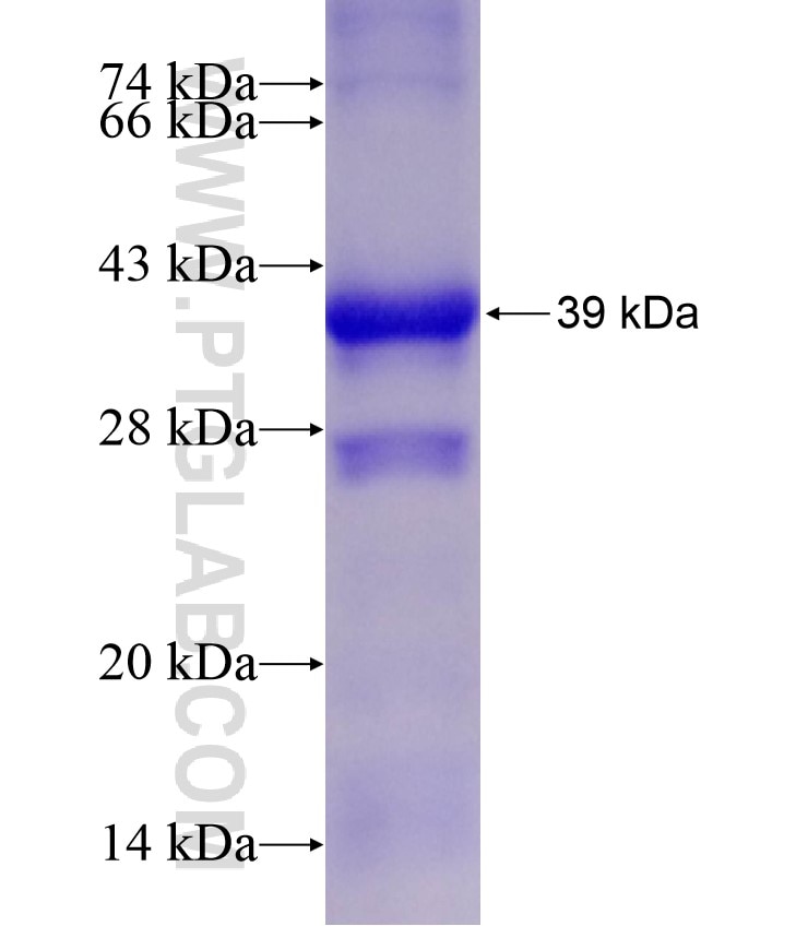 ORAI1 fusion protein Ag18050 SDS-PAGE