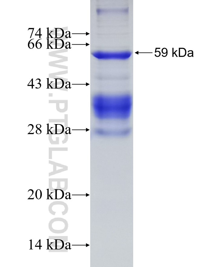 ORAI1 fusion protein Ag3758 SDS-PAGE