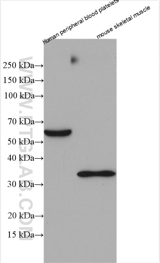 Western Blot (WB) analysis of various lysates using ORAI1 Polyclonal antibody (14442-1-AP)