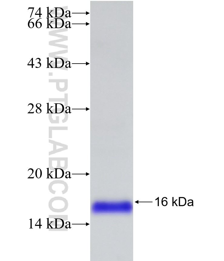 ORAI2 fusion protein Ag14527 SDS-PAGE
