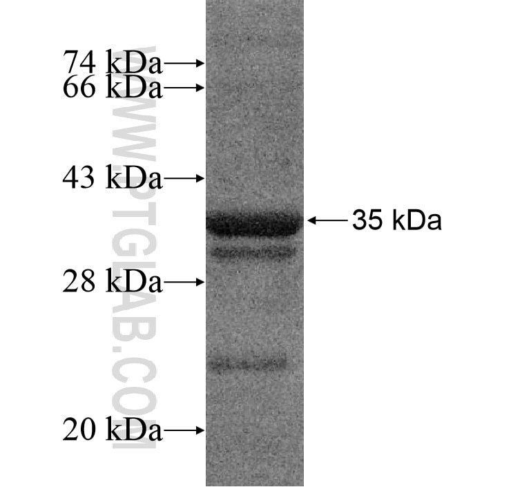 ORAI2 fusion protein Ag14540 SDS-PAGE