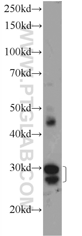 Western Blot (WB) analysis of mouse heart tissue using ORAI3 Polyclonal antibody (25766-1-AP)