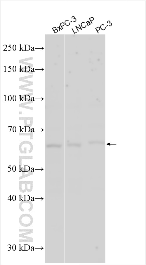 Western Blot (WB) analysis of various lysates using ORAI3 Polyclonal antibody (25766-1-AP)