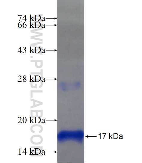 ORAI3 fusion protein Ag22513 SDS-PAGE