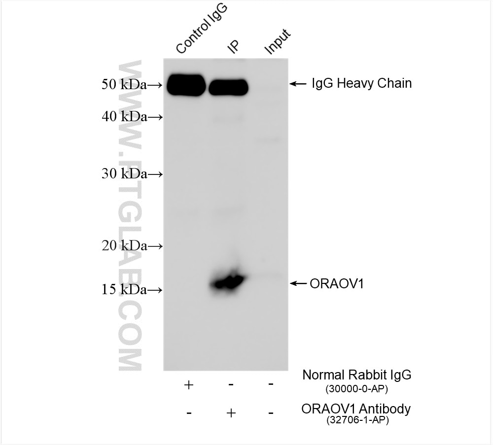 IP experiment of A431 using 32706-1-AP Immunoprecipitation (IP) experiment of A431 cells using ORAOV1 Polyclonal antibody (32706-1-AP)