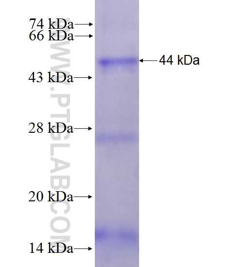 ORC1L fusion protein Ag28120 SDS-PAGE