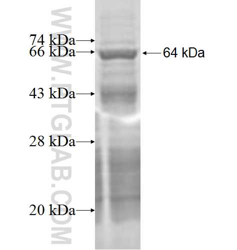 ORC1L fusion protein Ag2714 SDS-PAGE