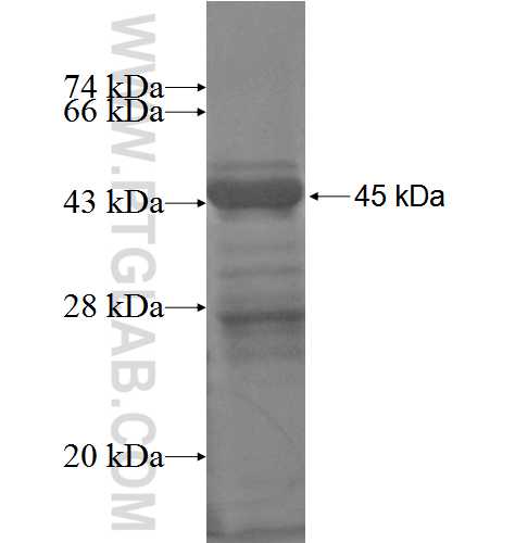 ORC2L fusion protein Ag3635 SDS-PAGE