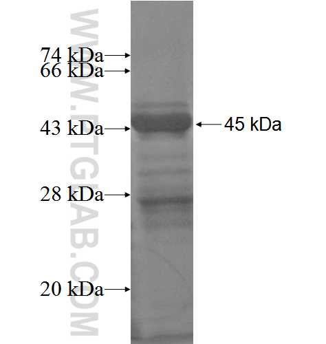 ORC2L fusion protein Ag3635 SDS-PAGE