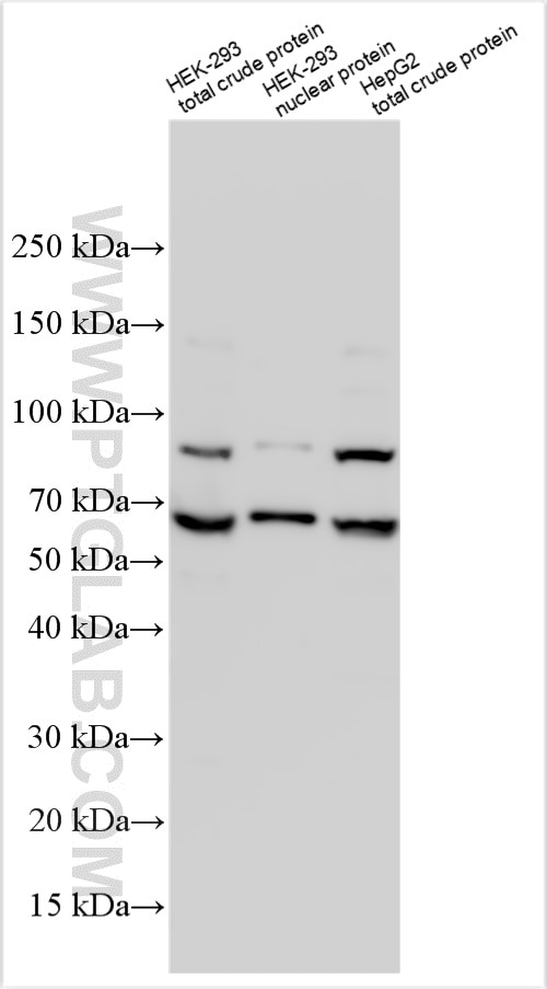 Western Blot (WB) analysis of various lysates using ORC3L Polyclonal antibody (32429-1-AP)