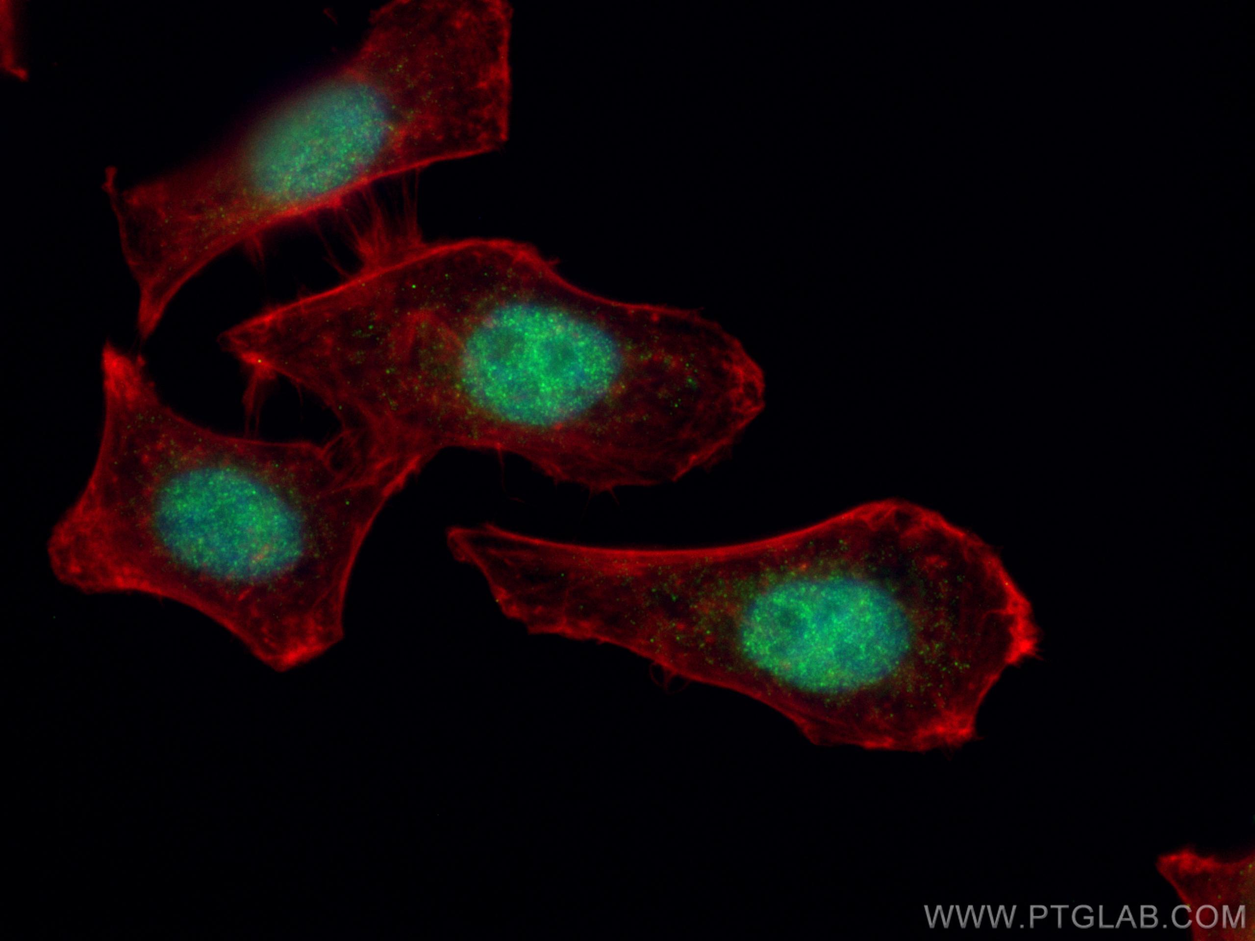 Immunofluorescence (IF) / fluorescent staining of HepG2 cells using ORC4L Polyclonal antibody (13026-1-AP)