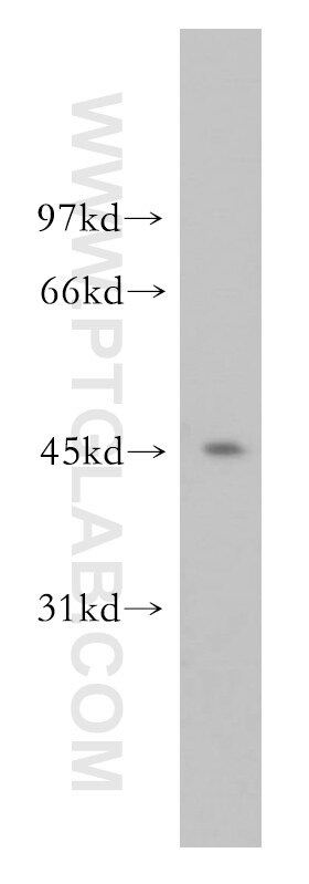 Western Blot (WB) analysis of HeLa cells using ORC4L Polyclonal antibody (13026-1-AP)
