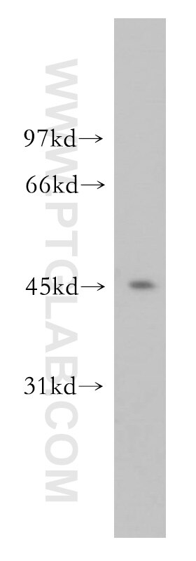 Western Blot (WB) analysis of HeLa cells using ORC4L Polyclonal antibody (13026-1-AP)