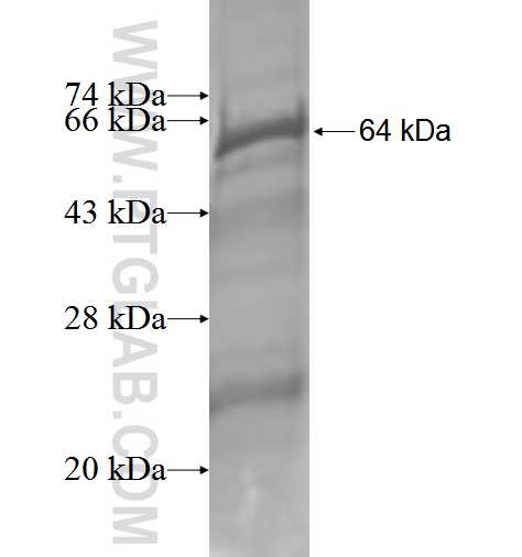 ORC4L fusion protein Ag3625 SDS-PAGE