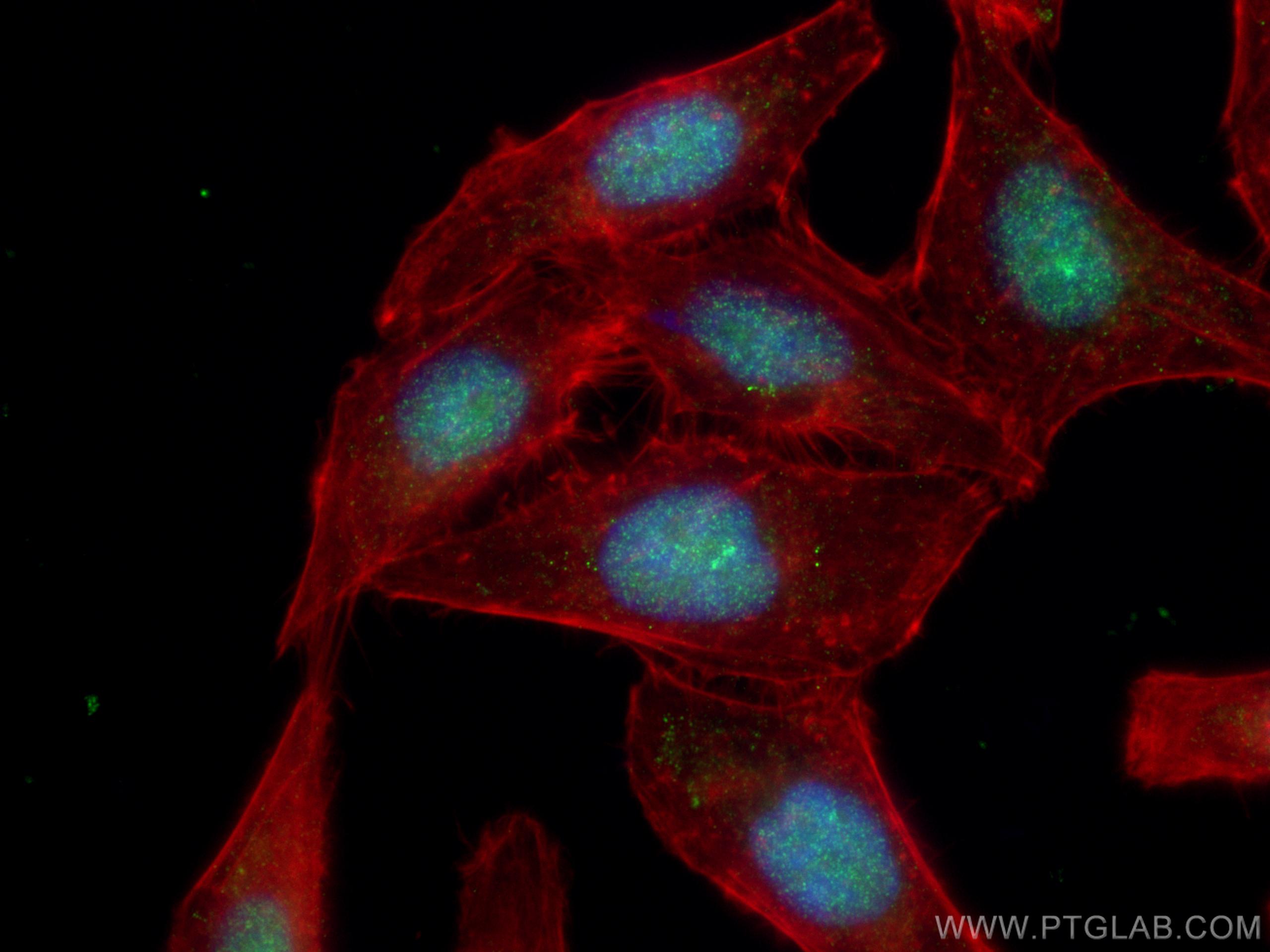 Immunofluorescence (IF) / fluorescent staining of HepG2 cells using ORC5L Polyclonal antibody (11542-1-AP)