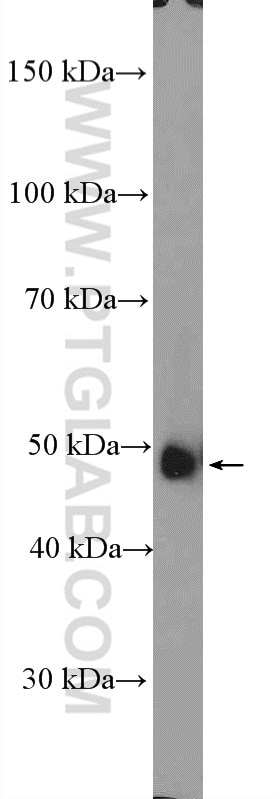 Western Blot (WB) analysis of mouse kidney tissue using ORC5L Polyclonal antibody (11542-1-AP)