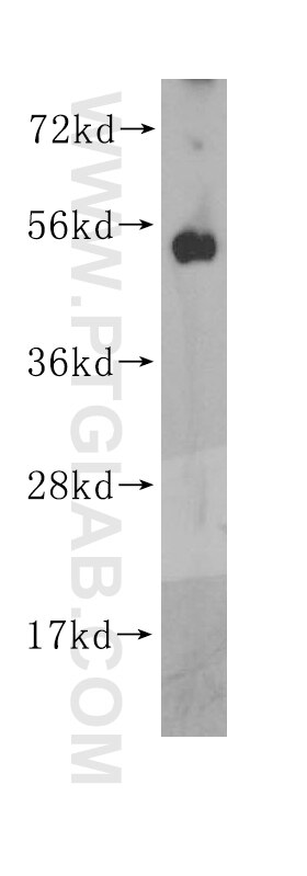 Western Blot (WB) analysis of mouse ovary tissue using ORC5L Polyclonal antibody (11542-1-AP)