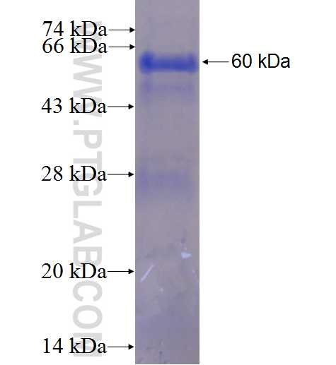 ORC5L fusion protein Ag2133 SDS-PAGE