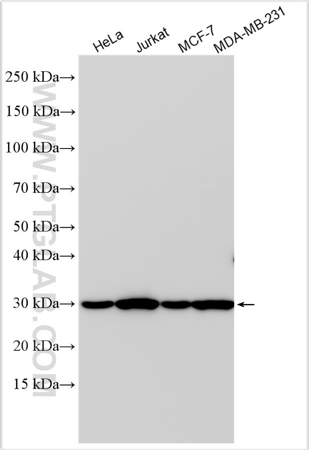 Western Blot (WB) analysis of various lysates using ORC6 Polyclonal antibody (17784-1-AP)