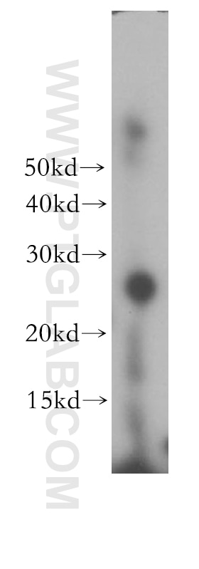 Western Blot (WB) analysis of MCF-7 cells using ORC6 Polyclonal antibody (17784-1-AP)