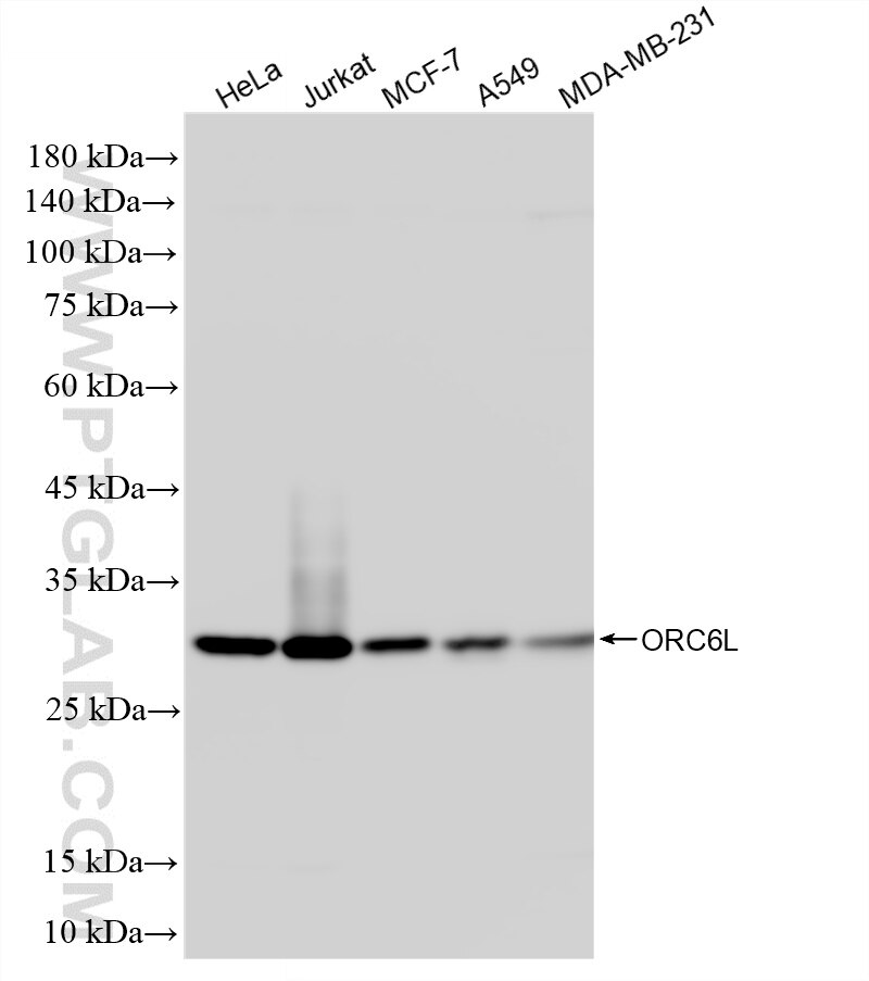 Various lysates were subjected to SDS PAGE followed by western blot with 86591-1-RR (ORC6L antibody) at dilution of 1:10000 incubated at room temperature for 1.5 hours. This data was developed using the same antibody clone with 86591-1-PBS in a different storage buffer formulation. Western Blot (WB) analysis of various lysates using ORC6L Recombinant monoclonal antibody (86591-1-RR)