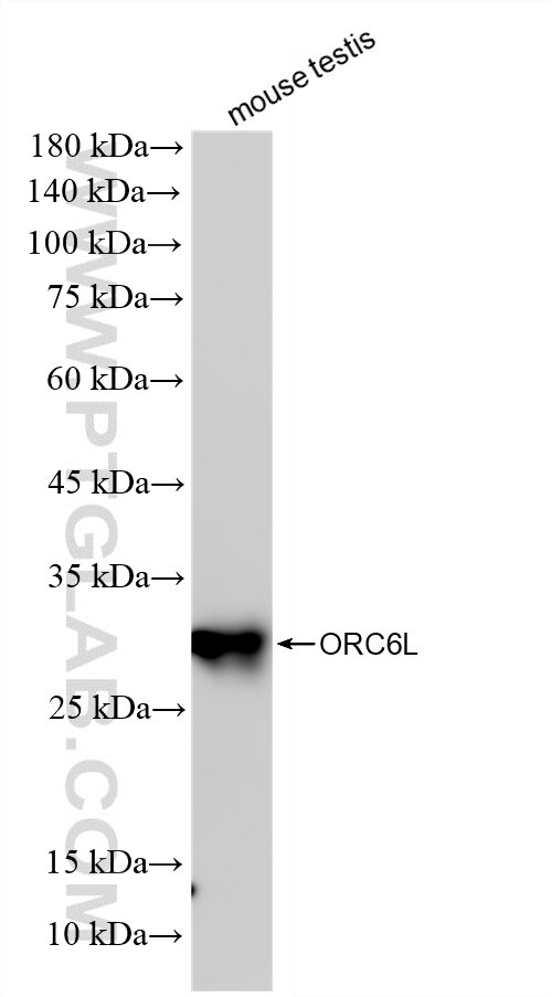 mouse testis tissue were subjected to SDS PAGE followed by western blot with 86591-1-RR (ORC6L antibody) at dilution of 1:10000 incubated at room temperature for 1.5 hours. This data was developed using the same antibody clone with 86591-1-PBS in a different storage buffer formulation. Western Blot (WB) analysis of mouse testis tissue using ORC6L Recombinant monoclonal antibody (86591-1-RR)