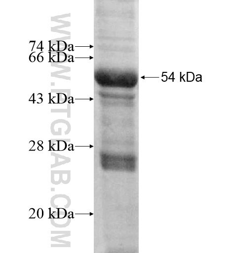 ORC6L fusion protein Ag11769 SDS-PAGE