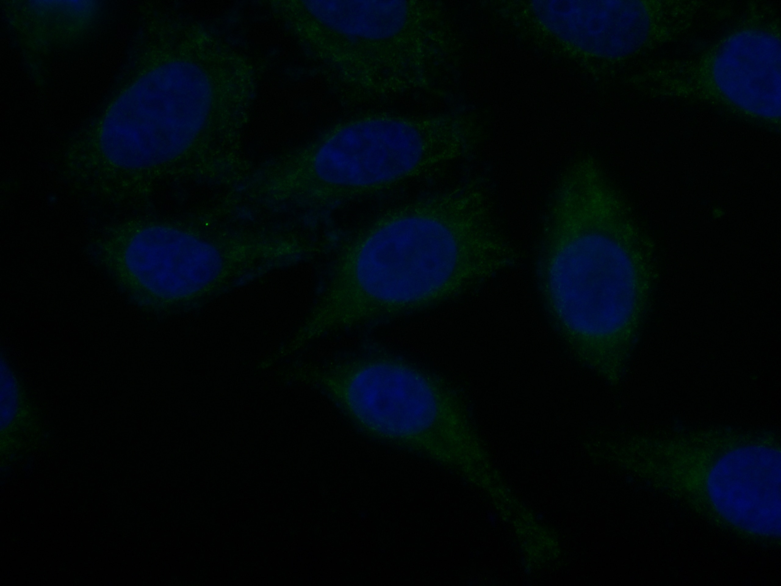 Immunofluorescence (IF) / fluorescent staining of HepG2 cells using CoraLite® Plus 488-conjugated ORM1/2 Monoclonal an (CL488-66097)