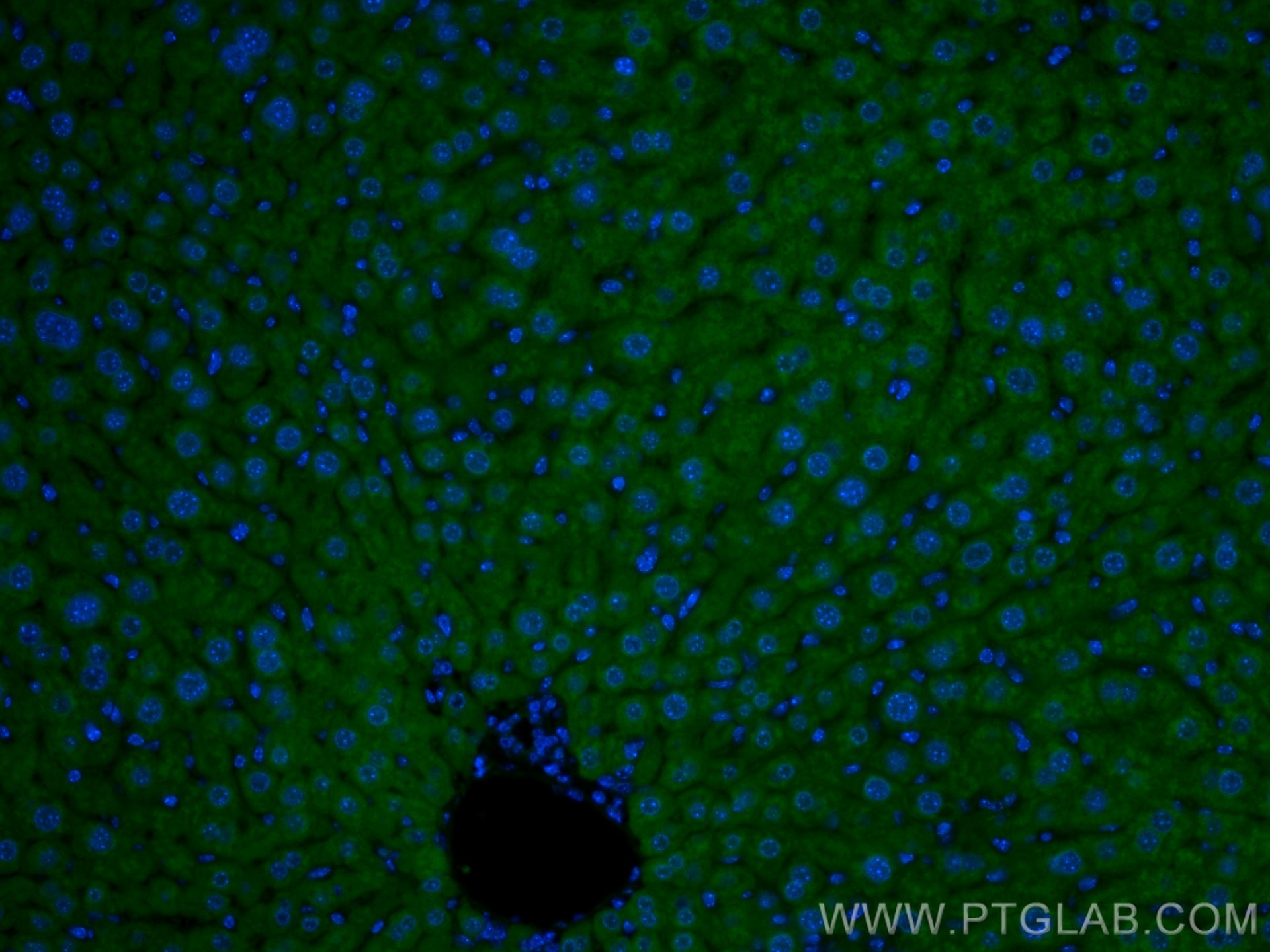 Immunofluorescence (IF) / fluorescent staining of mouse liver tissue using CoraLite® Plus 488-conjugated ORM1/2 Monoclonal an (CL488-66097)