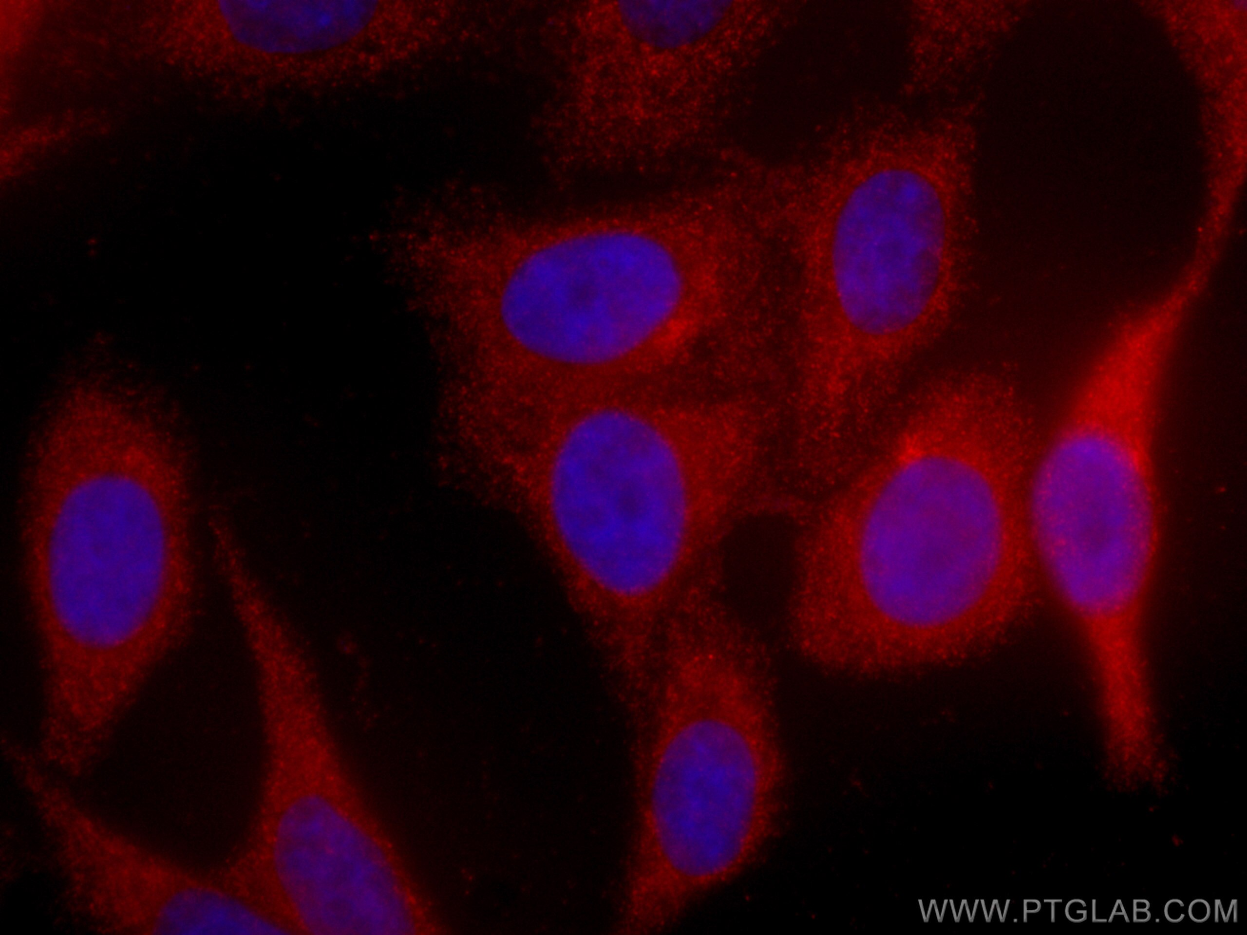 Immunofluorescence (IF) / fluorescent staining of HepG2 cells using CoraLite®594-conjugated ORM1/2 Monoclonal antibody (CL594-66097)